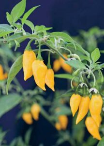 The Difference Between Chili and Chile